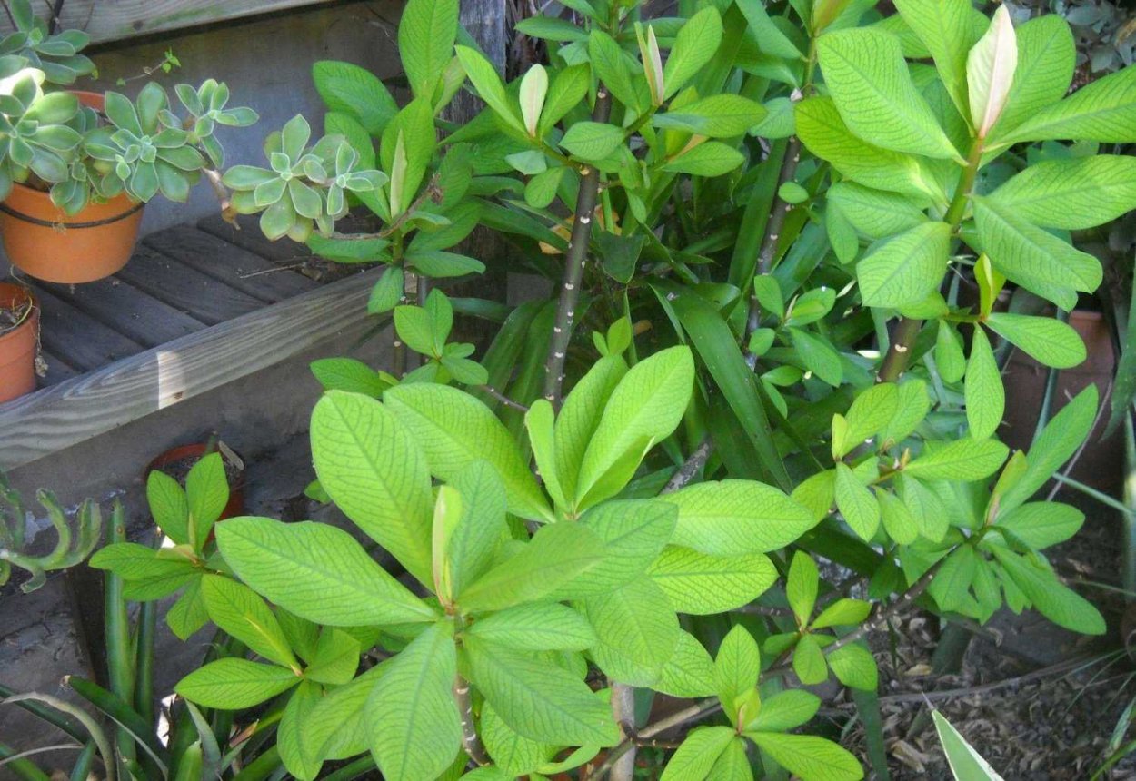 Синадениум Гранта цветение