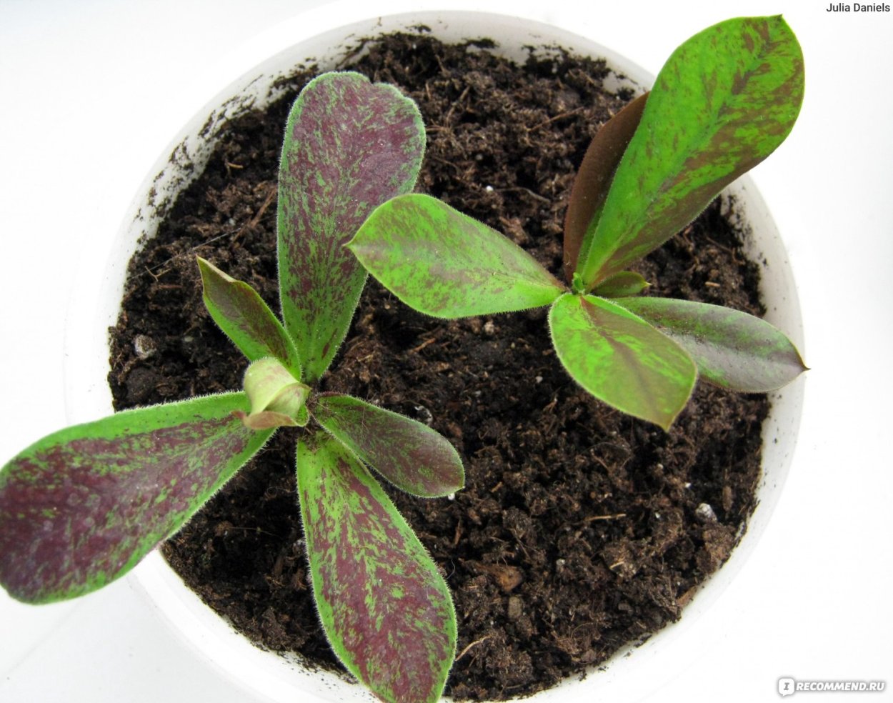 Синадениум Гранта фикус