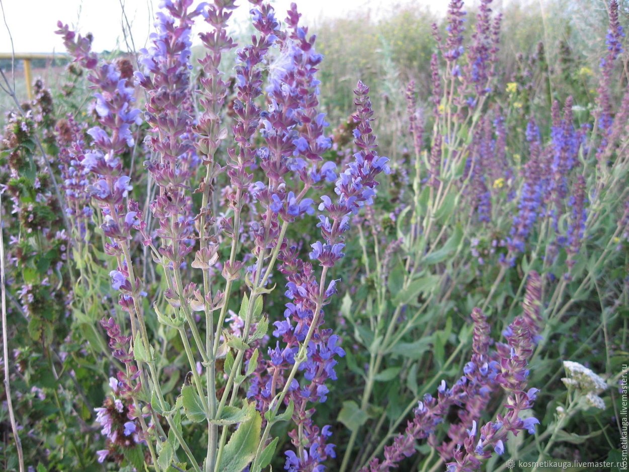 Шалфей дикий Луговой