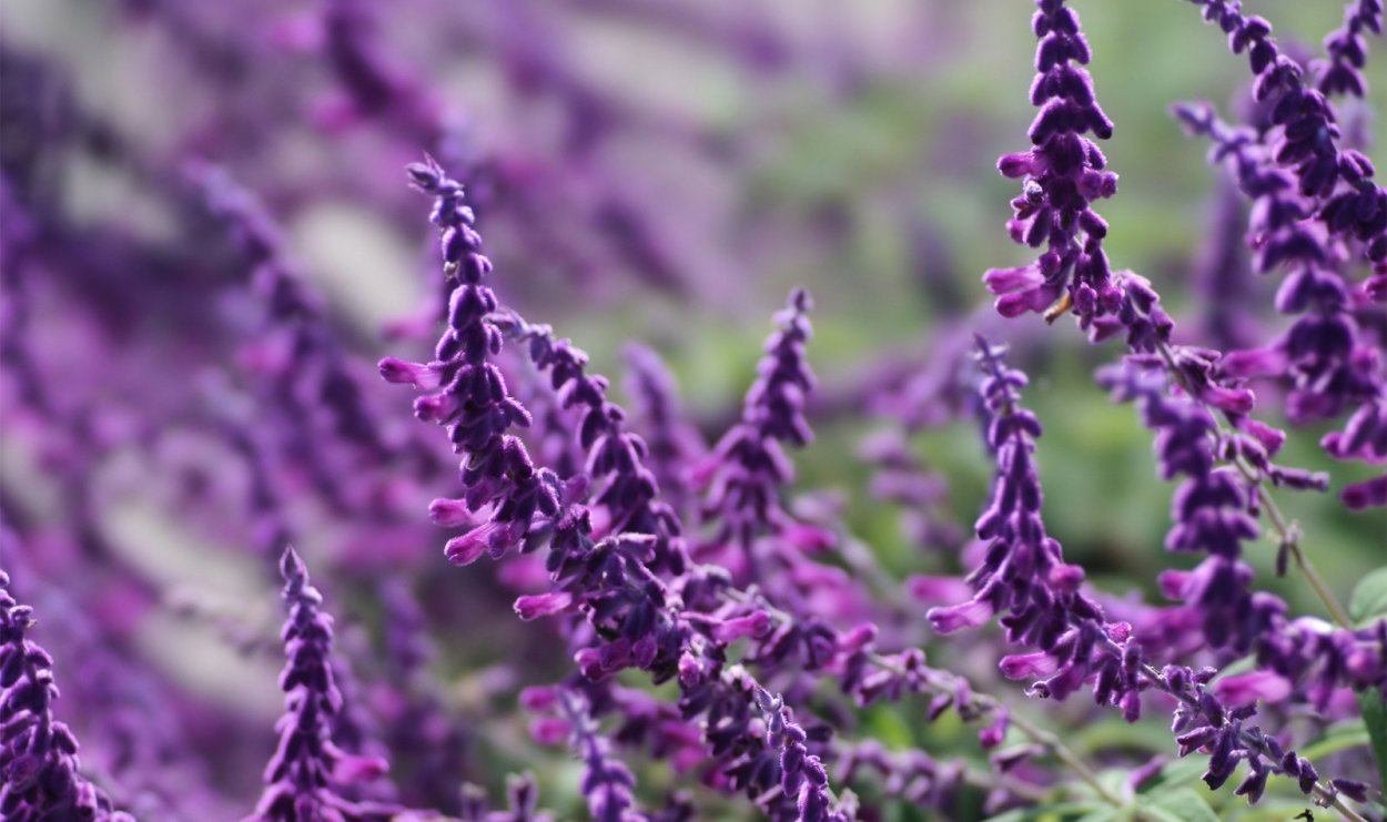 Шалфей Крымский Степной