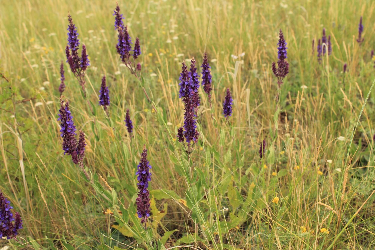 Луговой цветник пита Удольфа