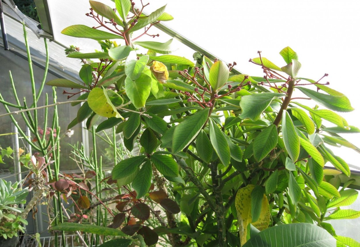 Цветок синадениум Гранта