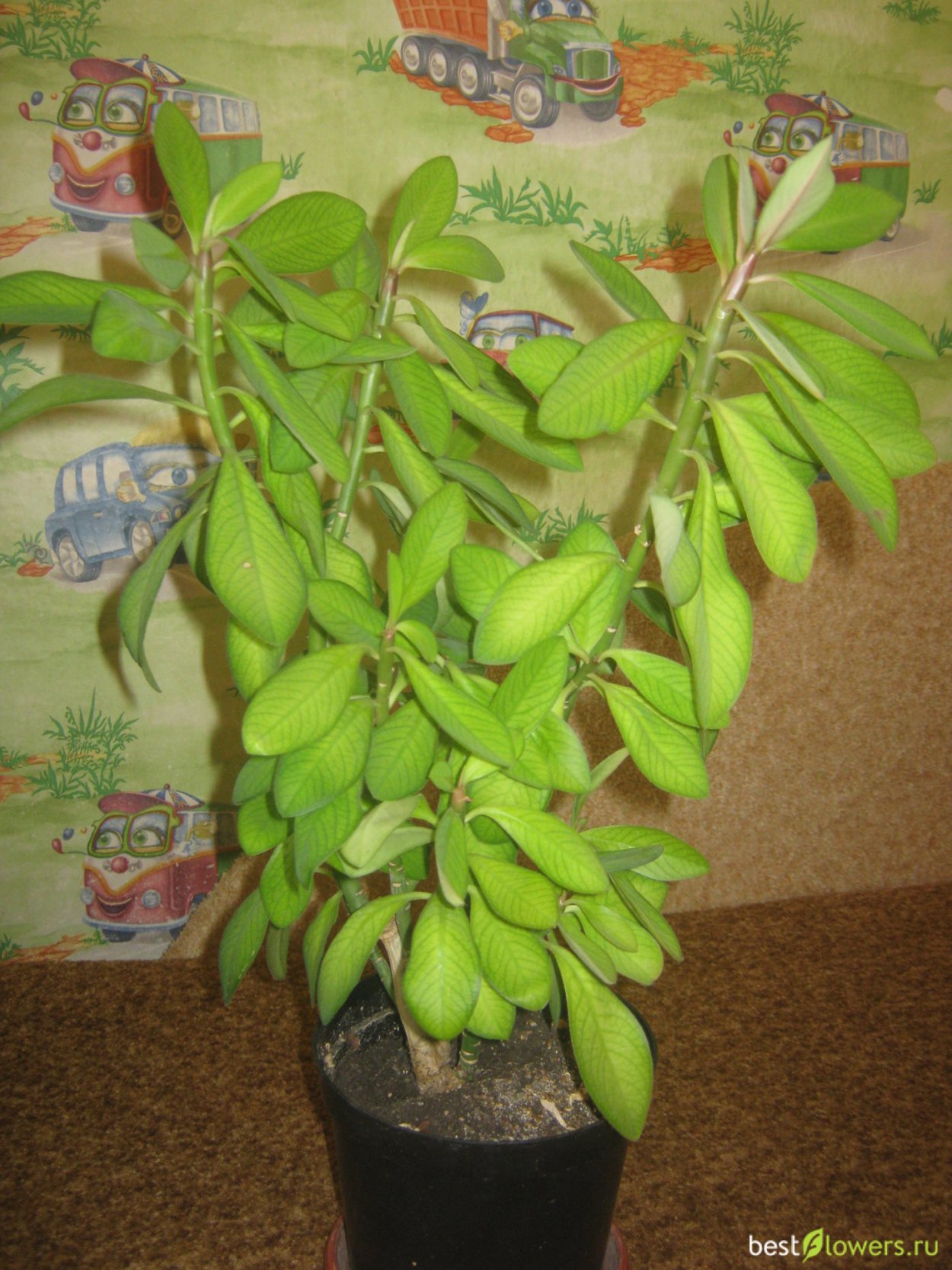 Молочай синадениум Гранта