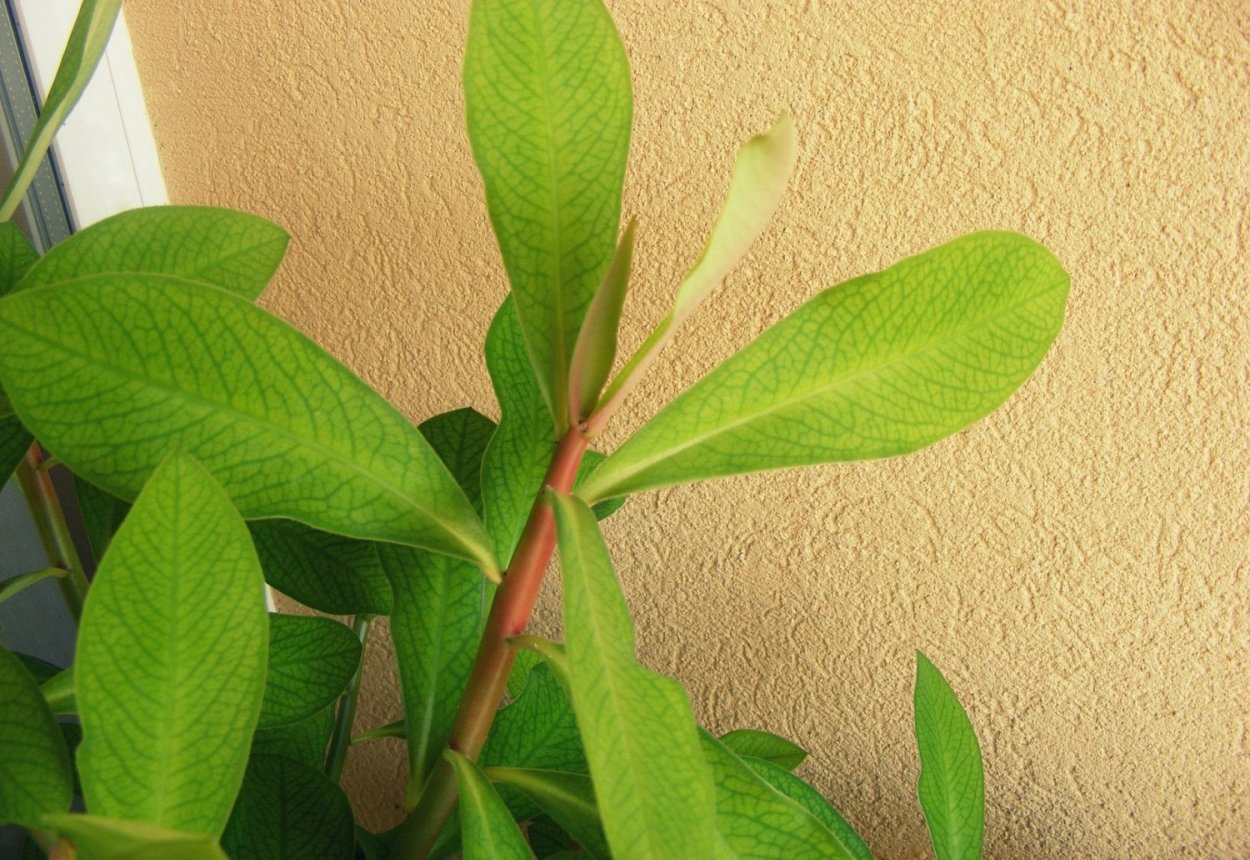 Euphorbia umbellata