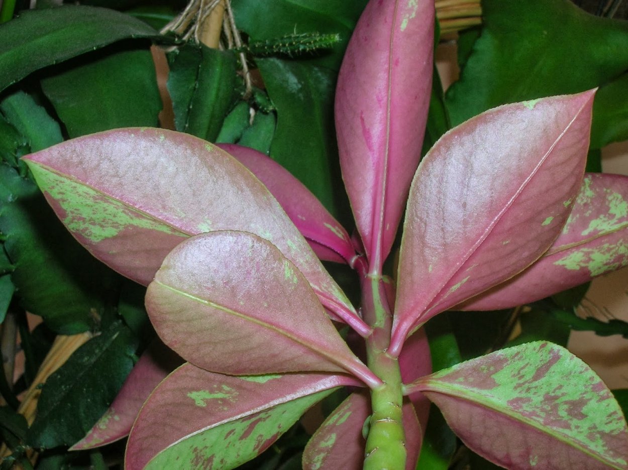 Молочай синадениум синадениум