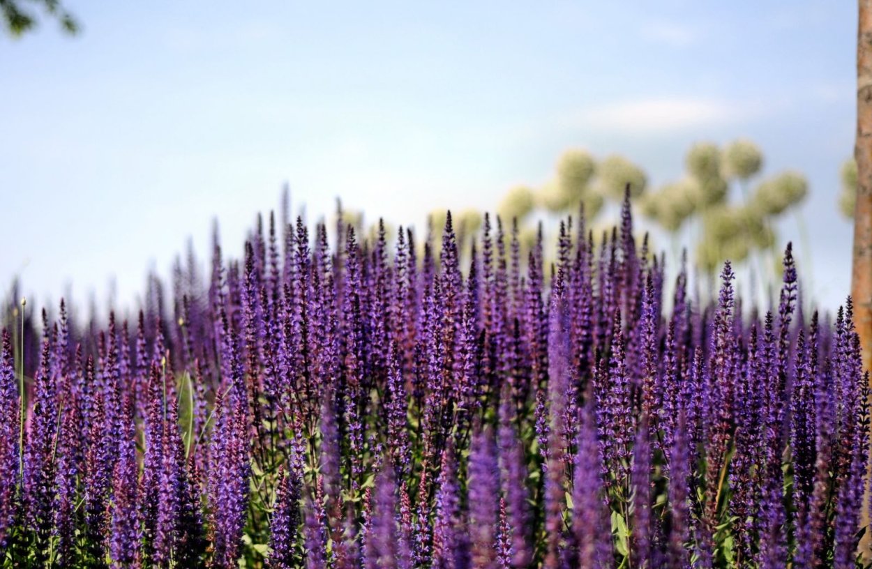 Живучка шалфей Луговой