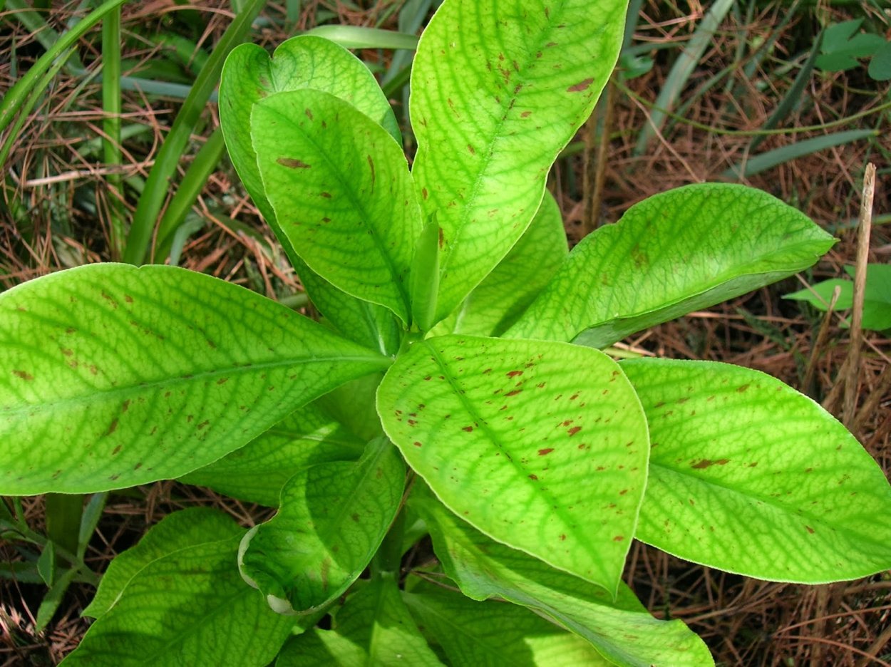 Молочай синадениум Гранта