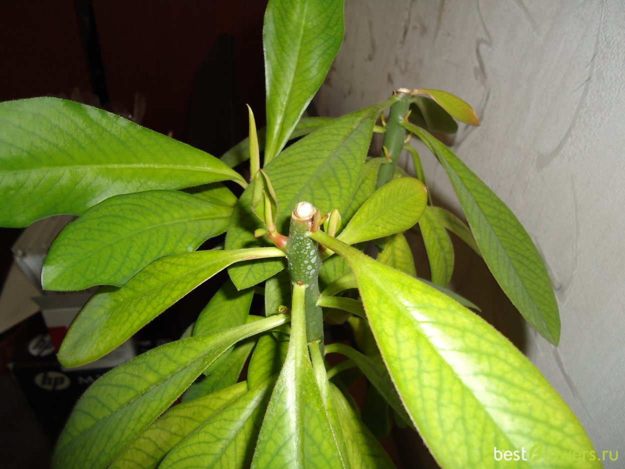 Молочай синадениум