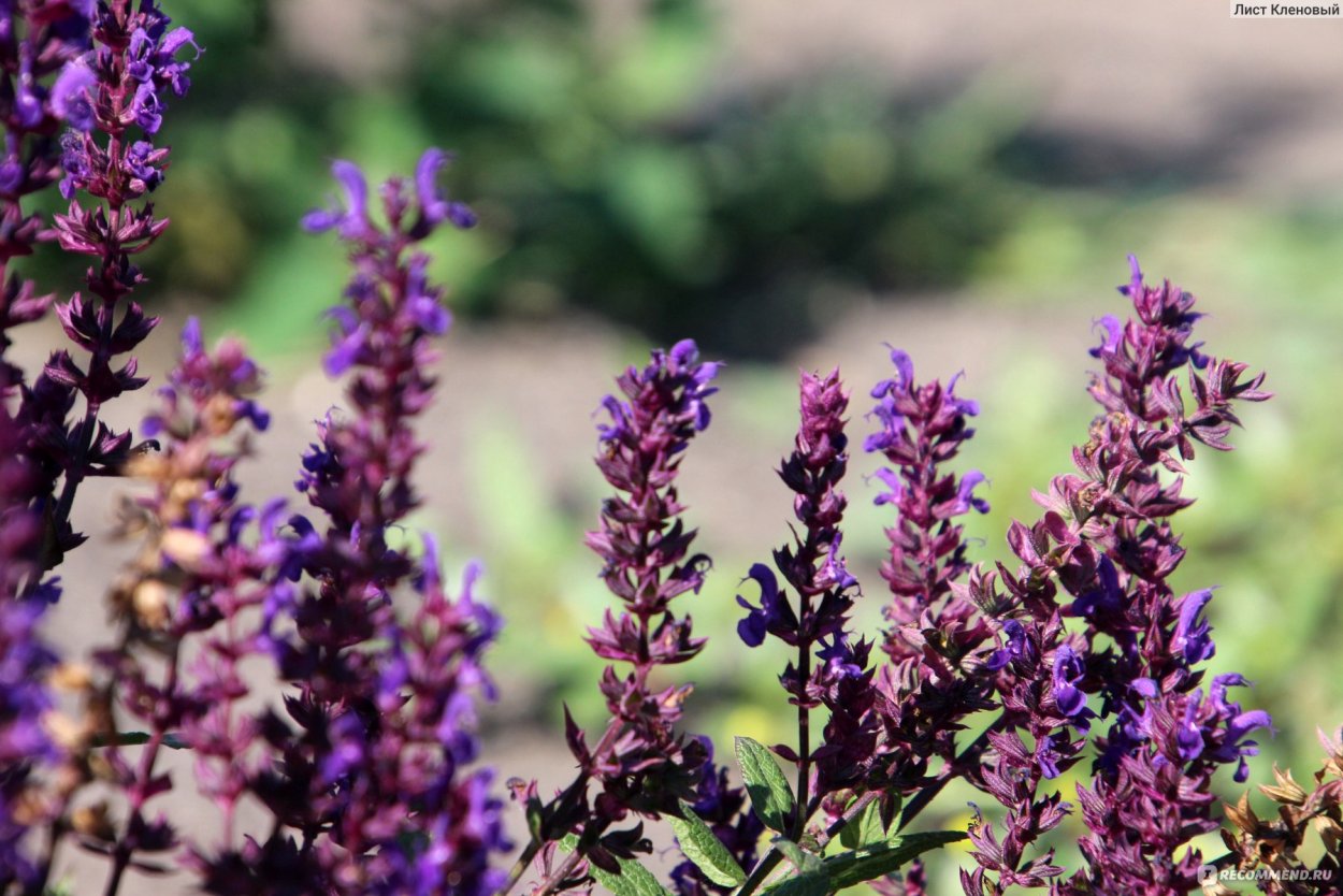 Фиолетовые полевые цветы названия