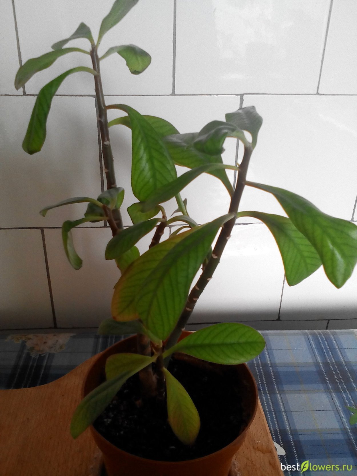 Молочай синадениум