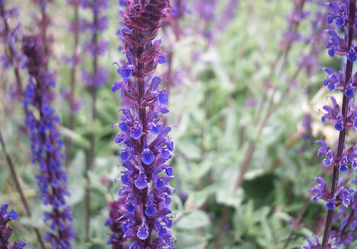 Шалфей Дубравный Майнахт