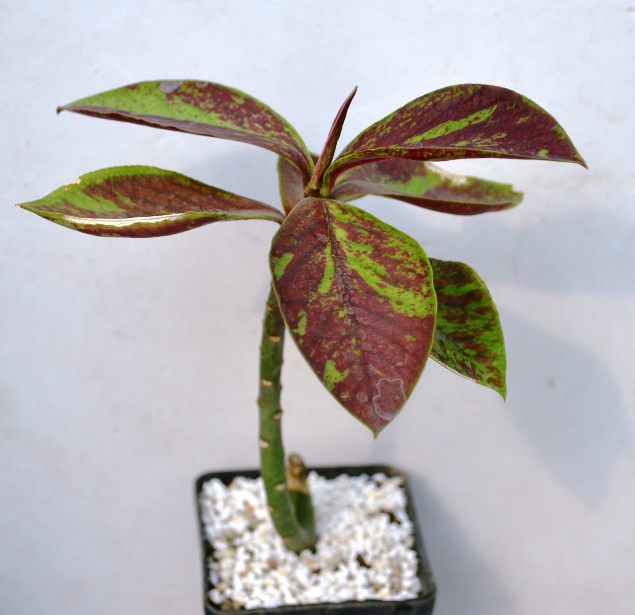 Синадениум цветок желтый