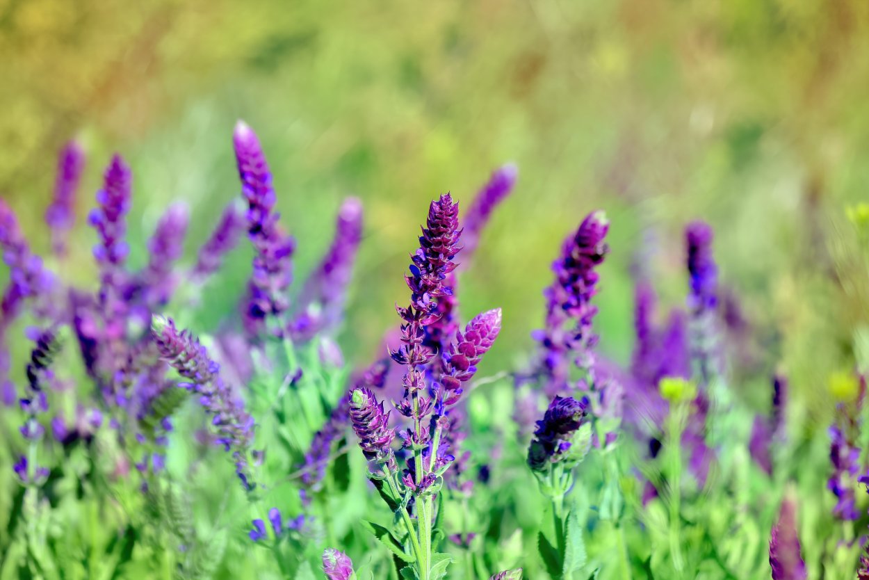 Шалфей гварантский
