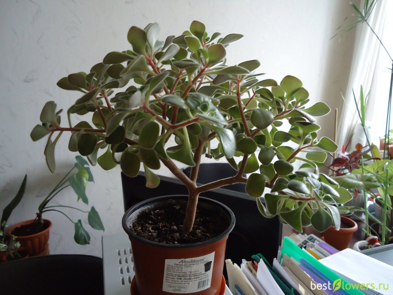 Молочай синадениум ствол