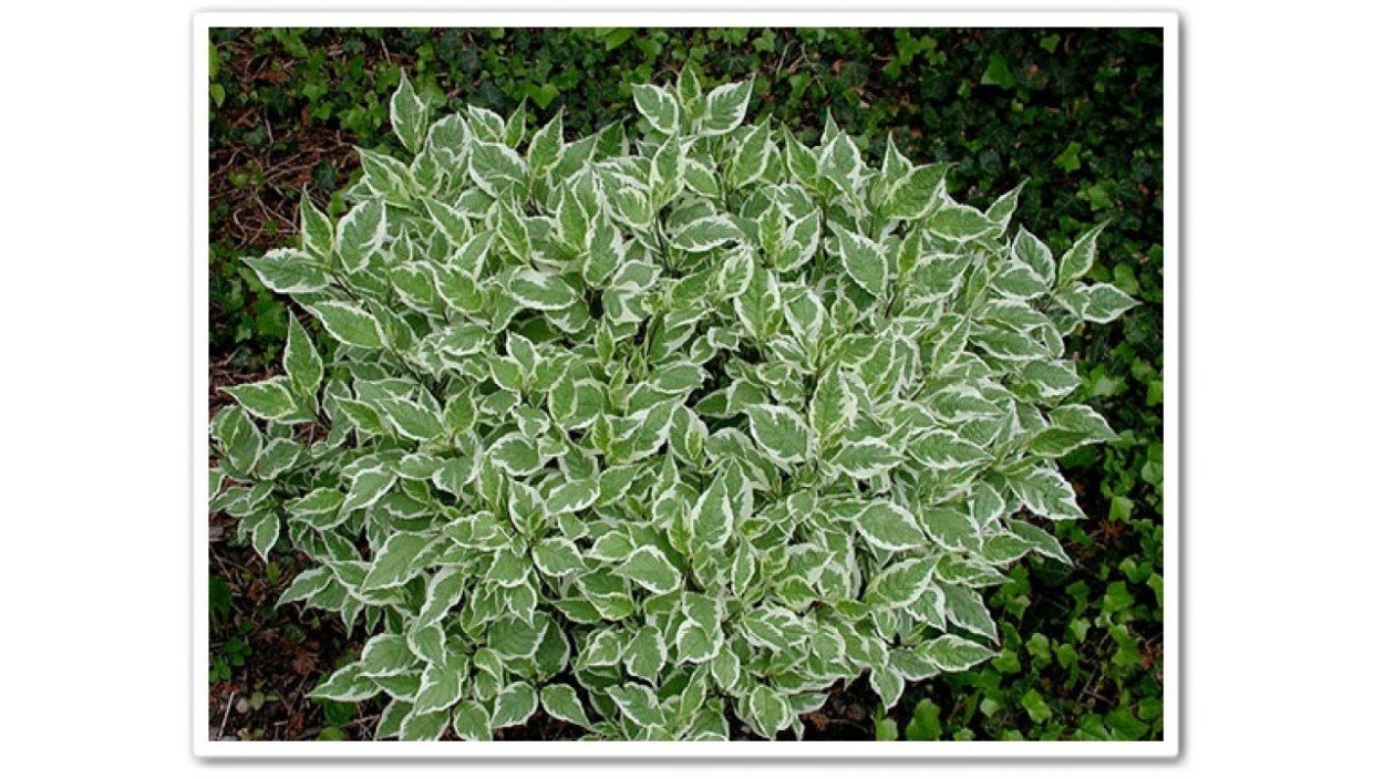 Дёрен белый Argenteomarginata