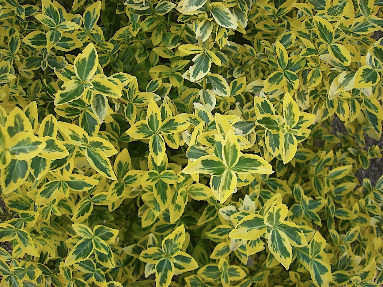 Бересклет Форчуна