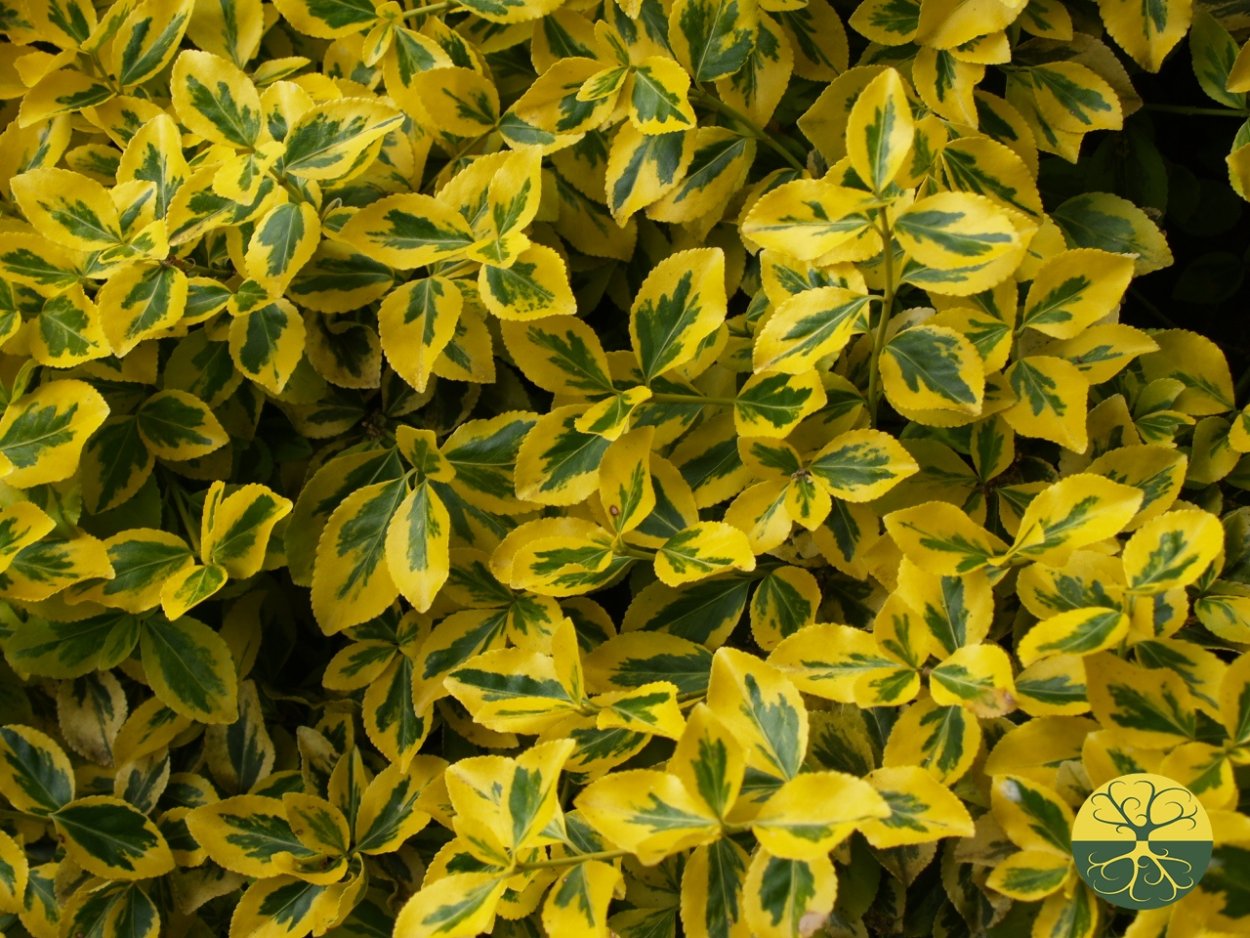 Бересклет Форчуна Саншайн