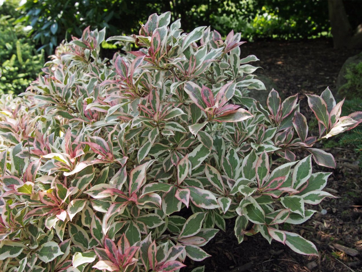 Вейгела Цветущая Monet