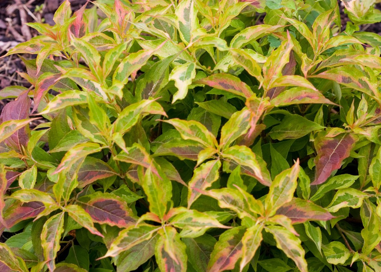 Вейгела (сорт 'my Monet/'Sunset