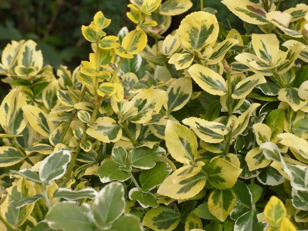 Хауттюйния cordata Chameleon