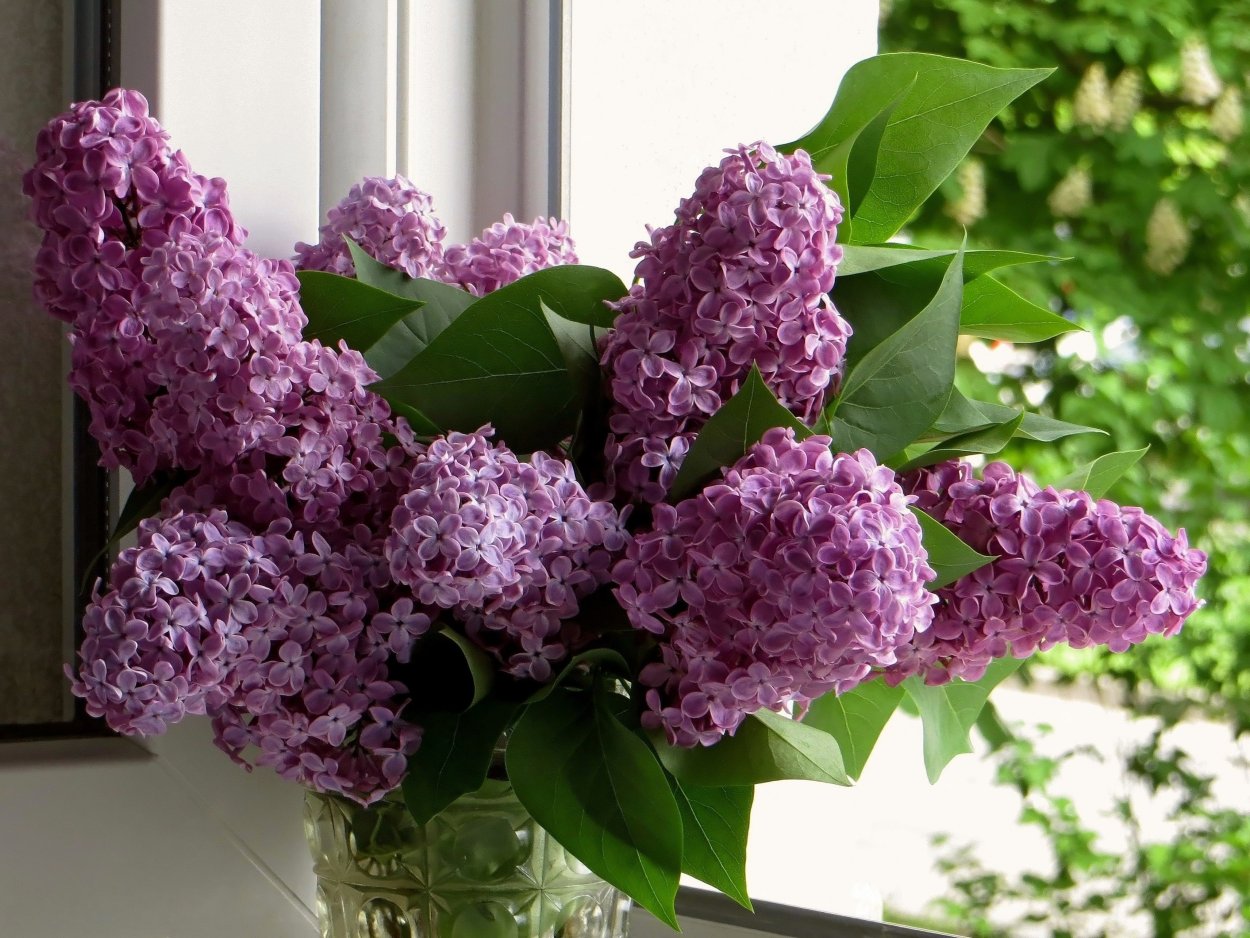 Сирень Молли Энн