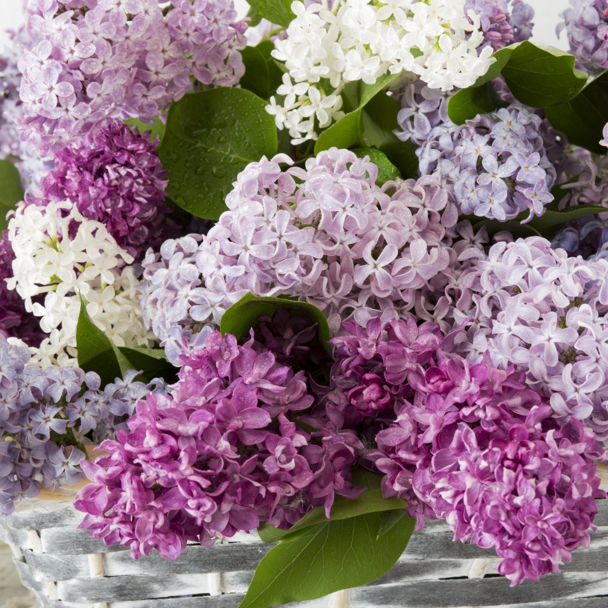 Пенистая сирень