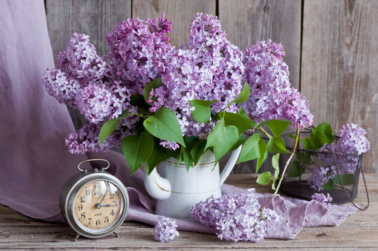 Цветы сирени