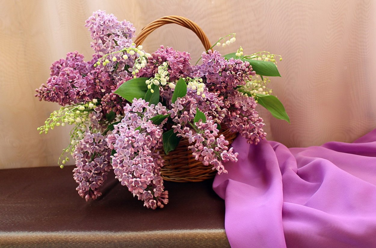 Гарднер сирень Ландыши