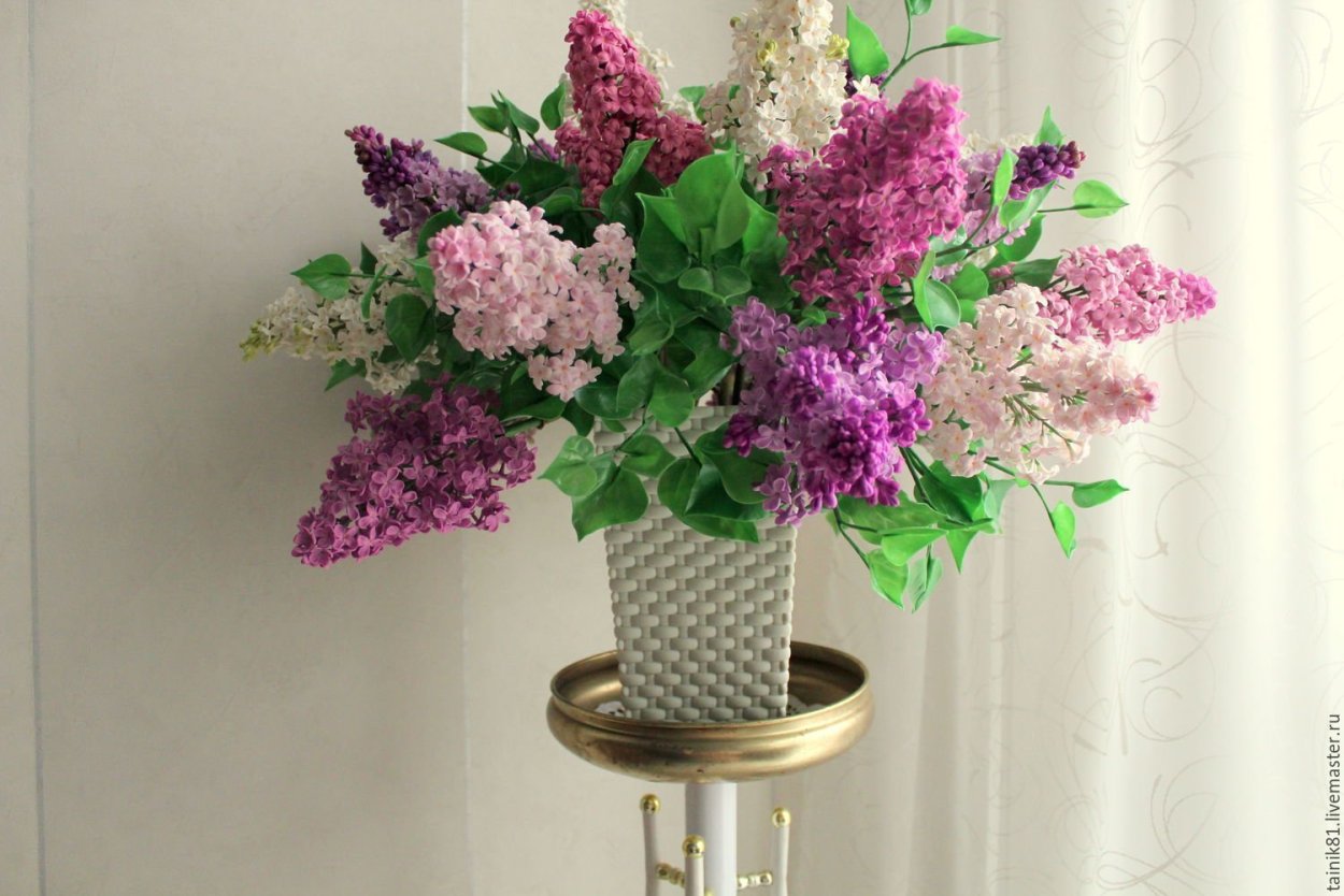 Сирень травник