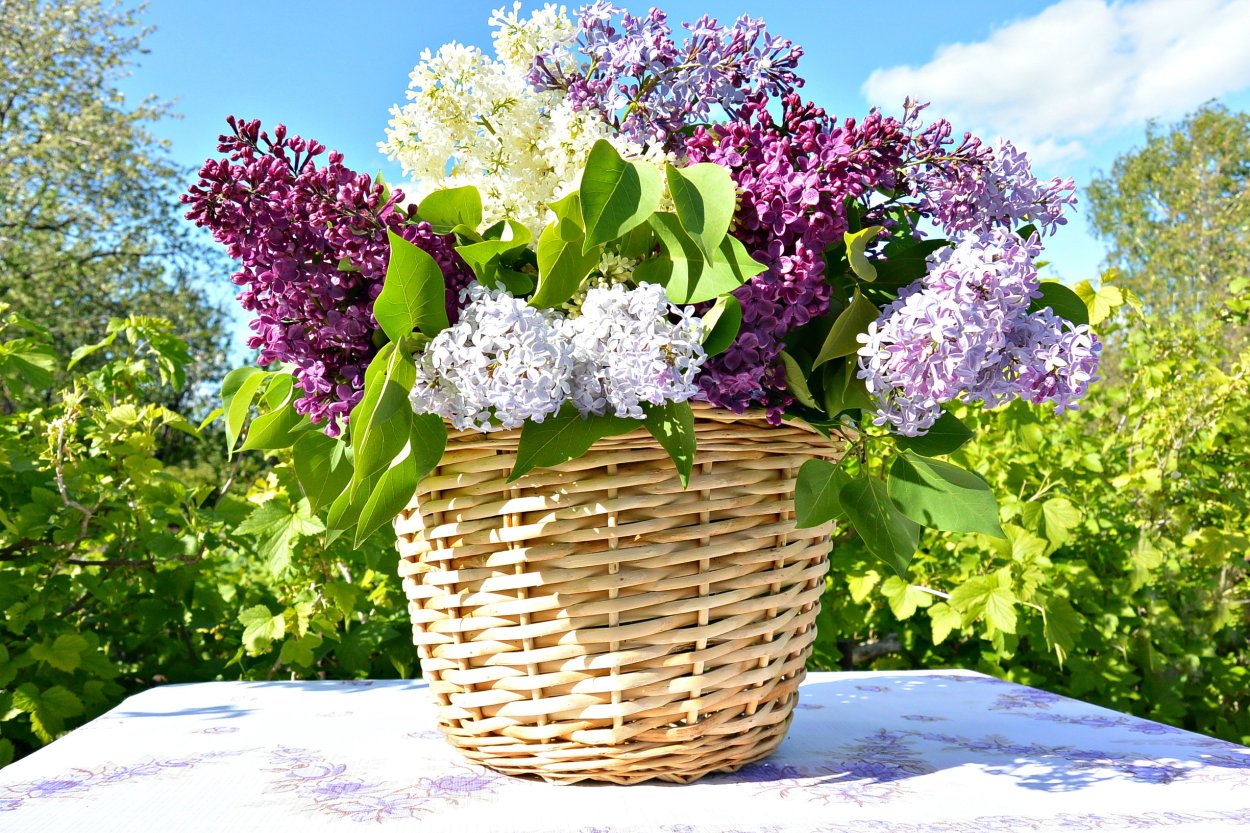 Нилетто сирень