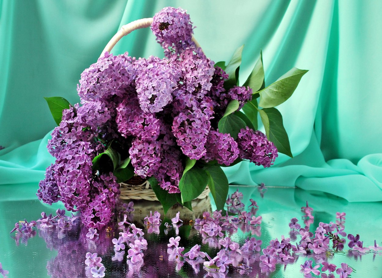 Сирень растение