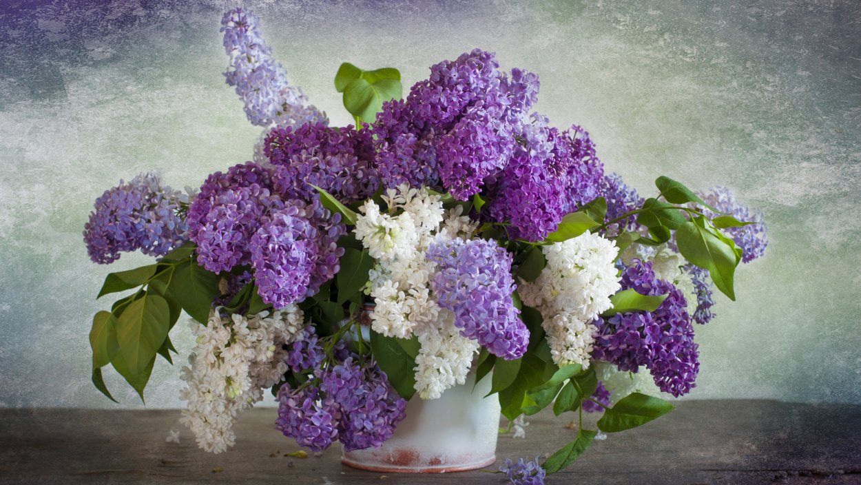 Цветы сирени