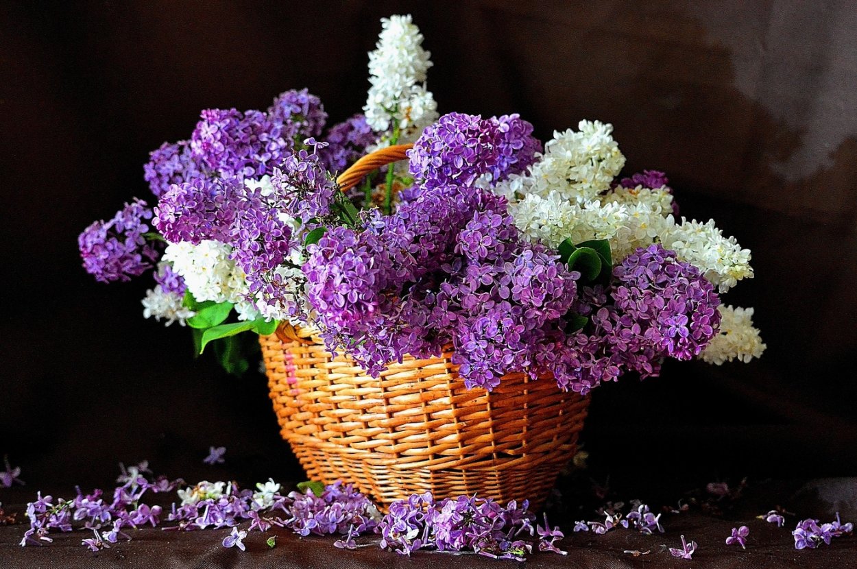 Разноцветная сирень в корзине