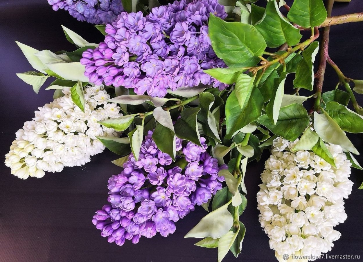 Сирень микс