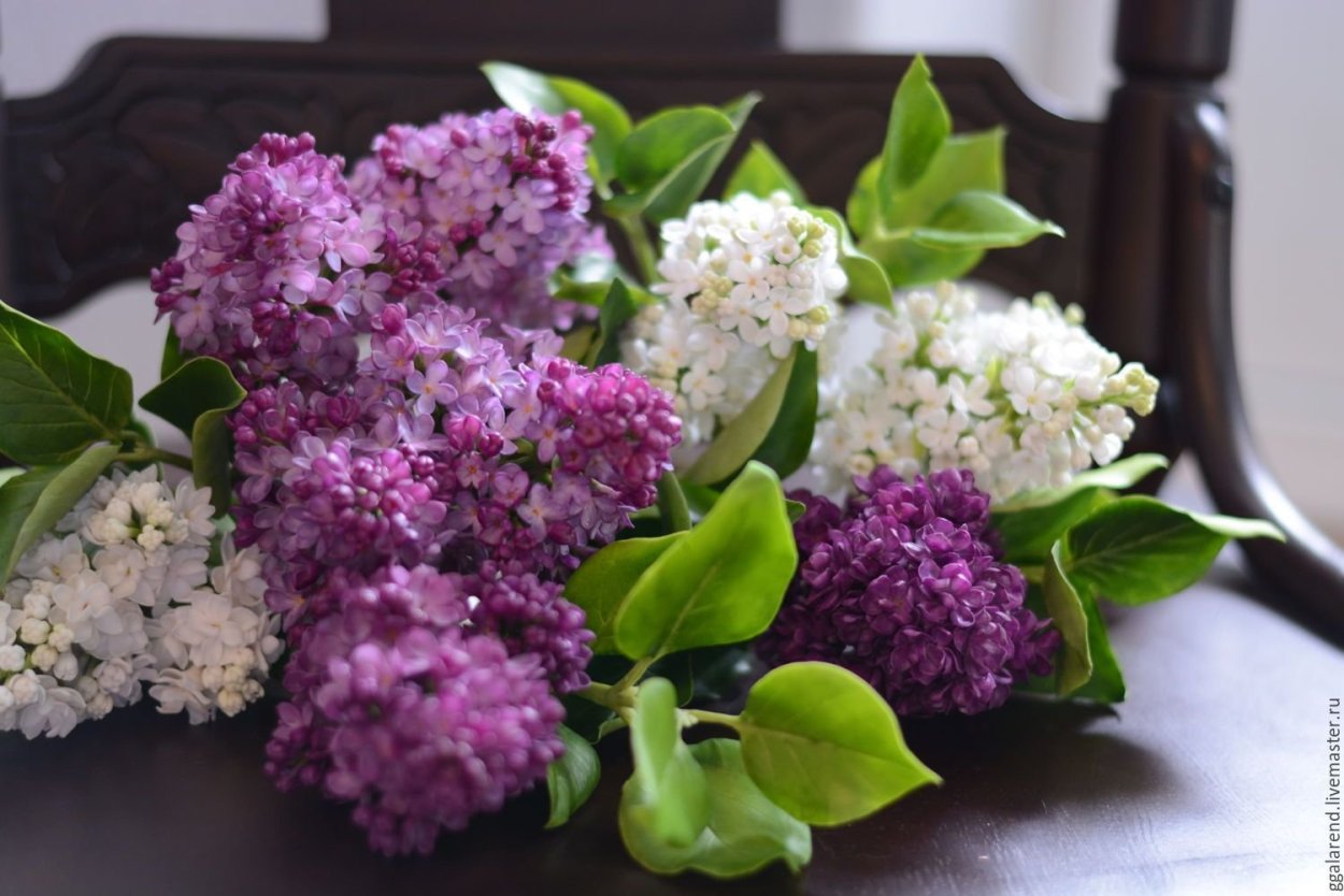 Сирень срезка