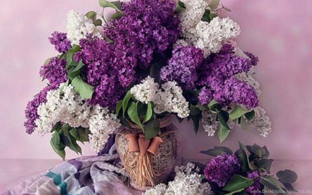 Красивый букет сирени