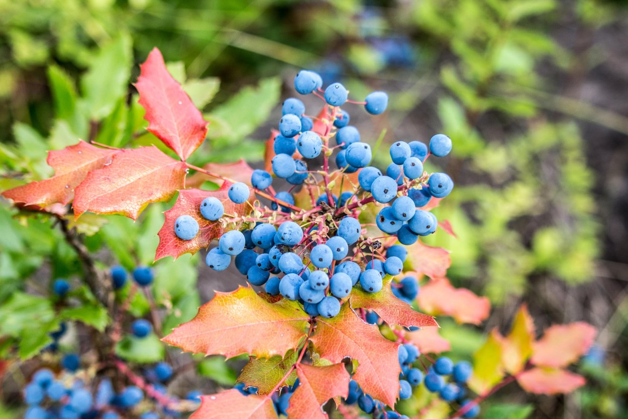 Магония падуболистная осенью