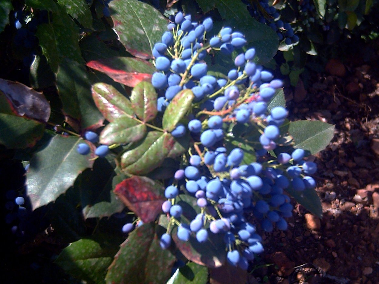 Магония падуболистная плоды