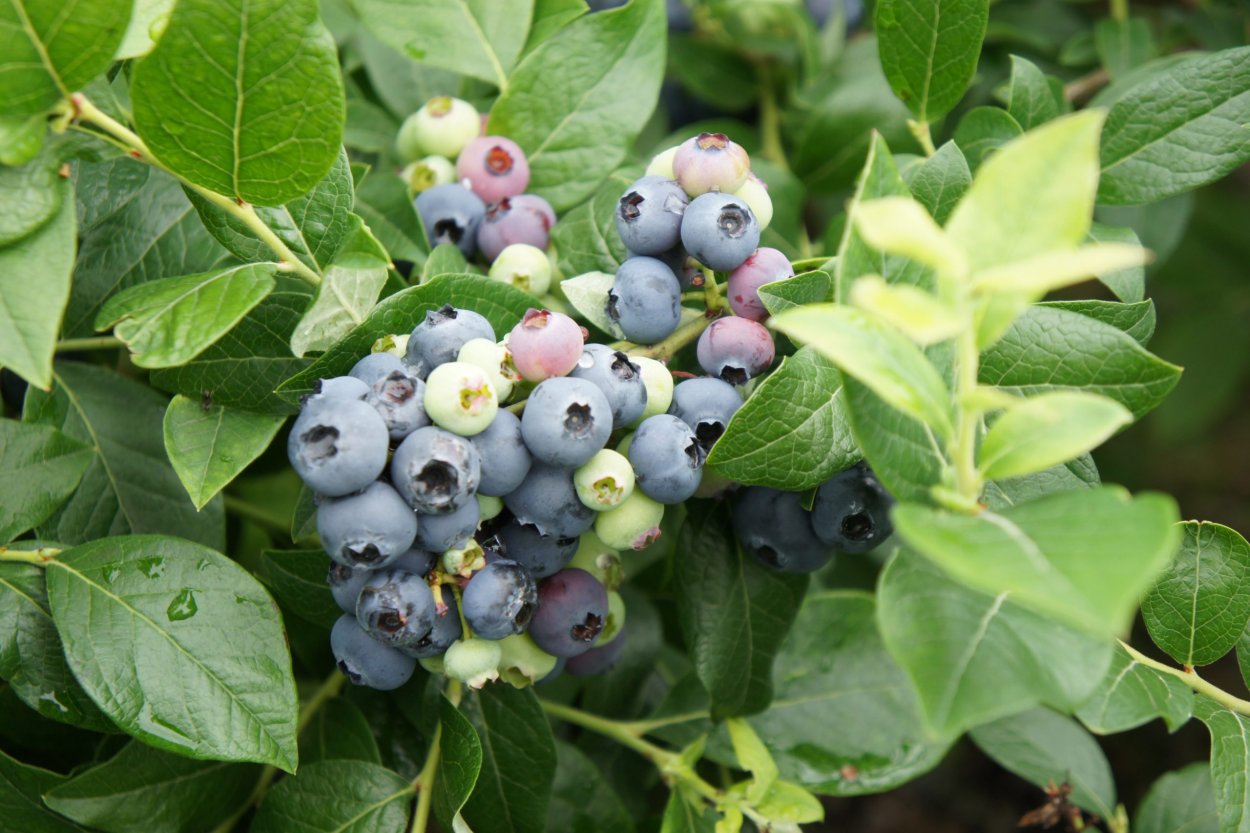 Голубика высокорослая Норт Блю