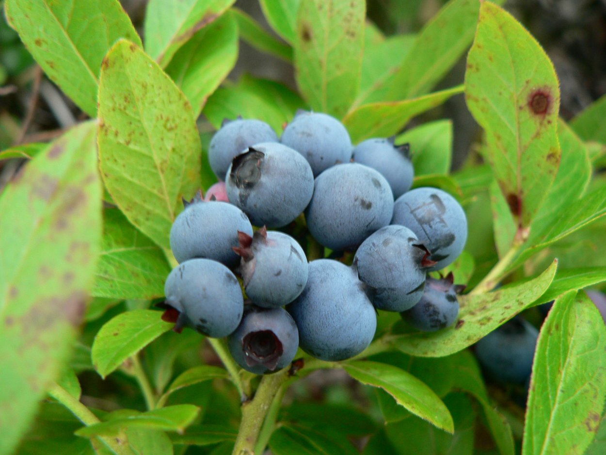 Голубика Блюкроп куст