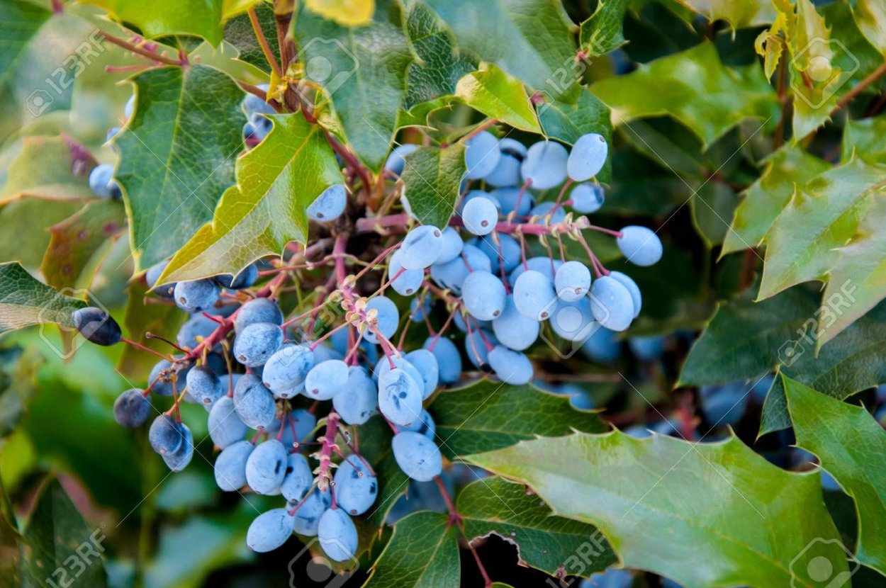 Магония падуболистная плоды