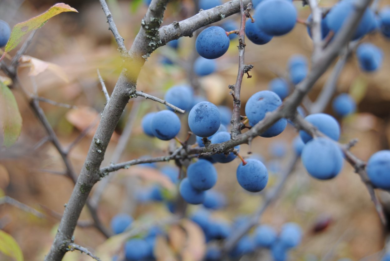 Дерево с синими ягодами