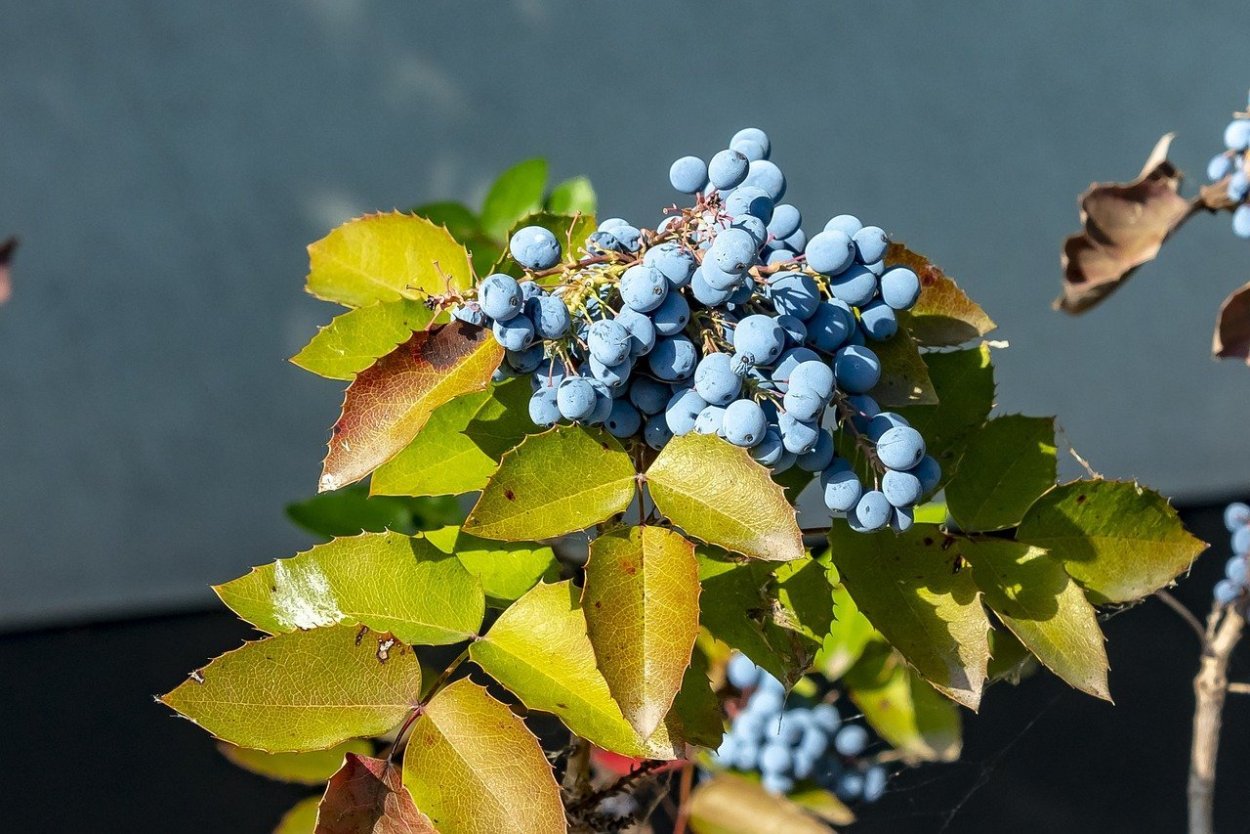 Магония кустарник с ягодами