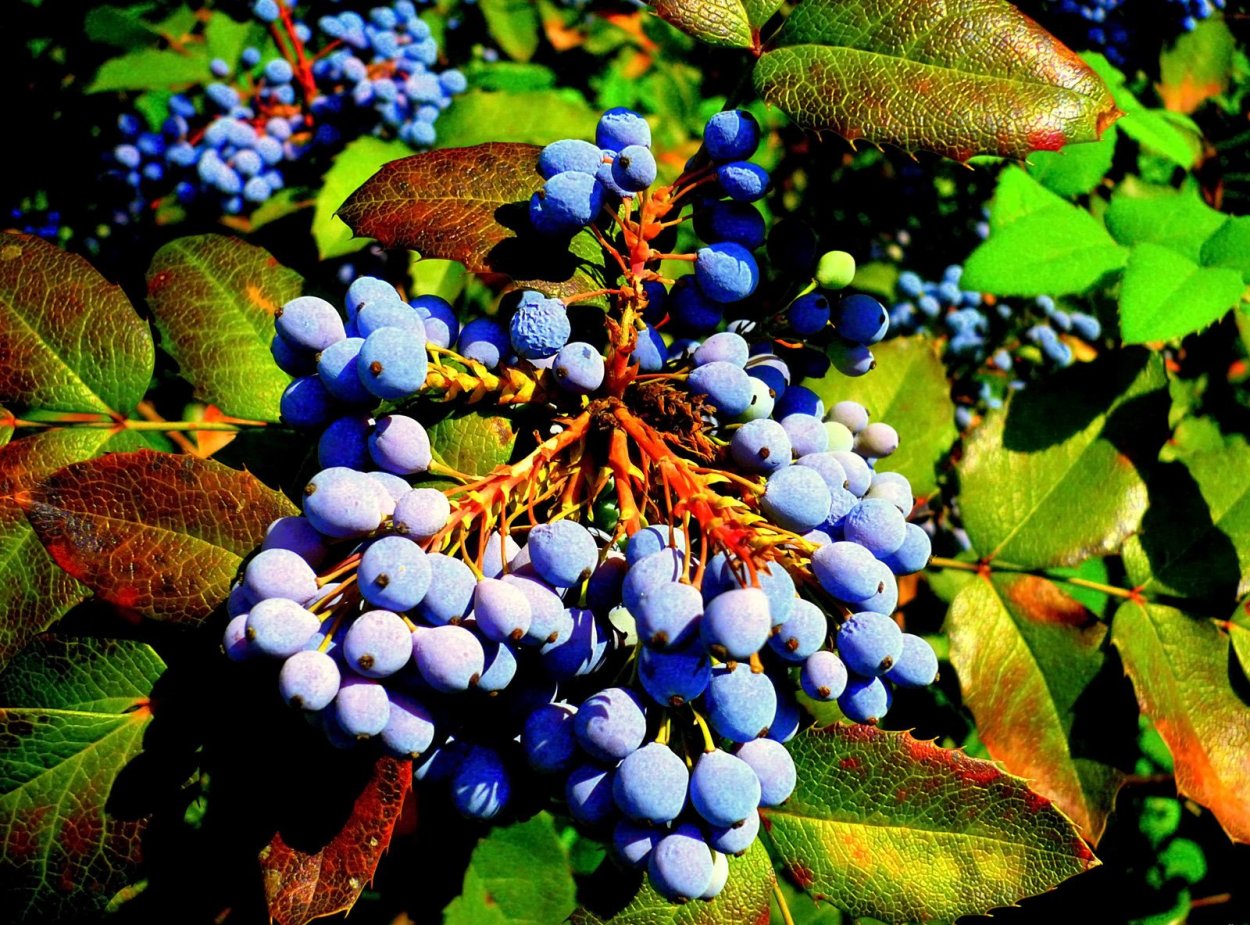 Кустарник с синими плодами