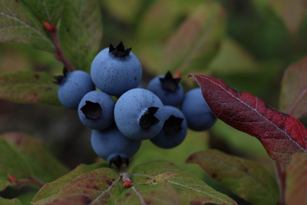 Wild Blueberry