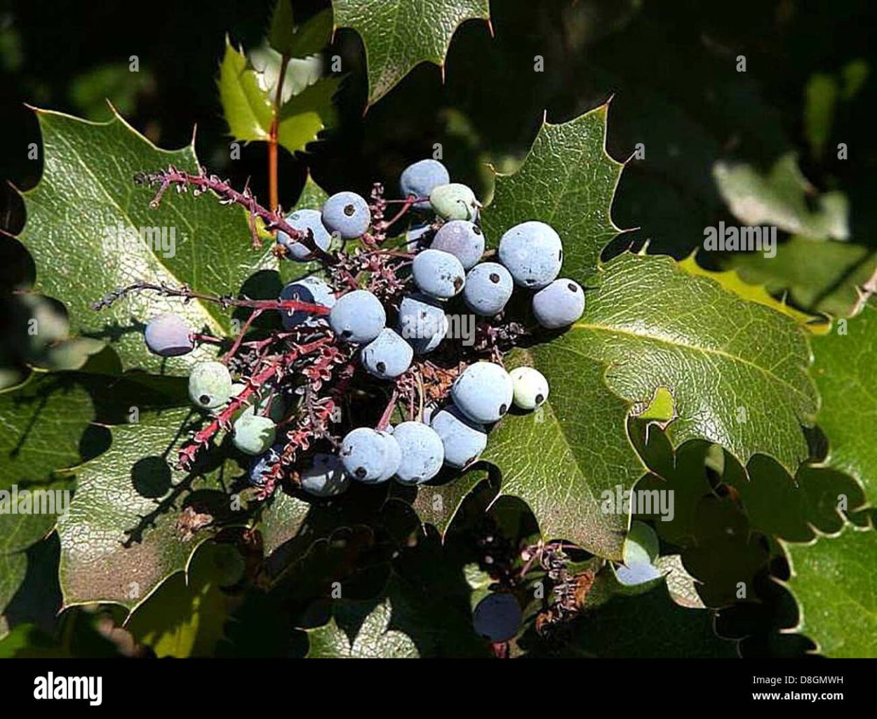 Падуб остролистный с синими ягодами