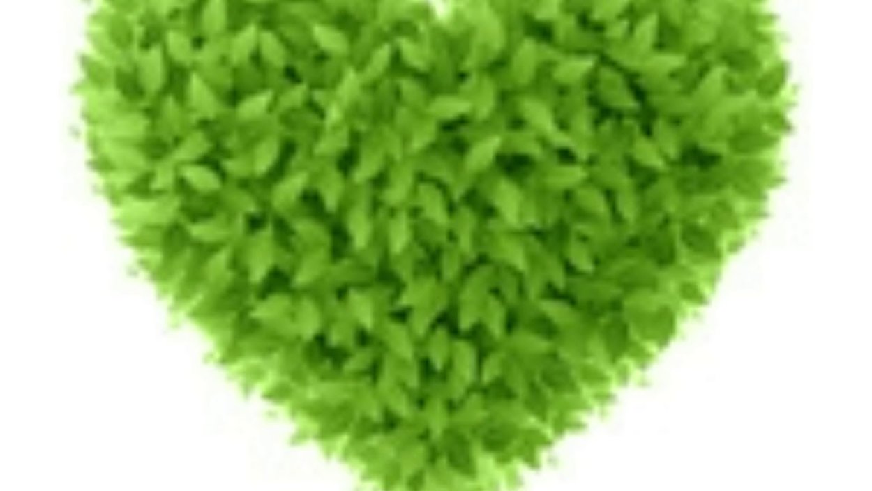 Букет ромашек в виде сердца