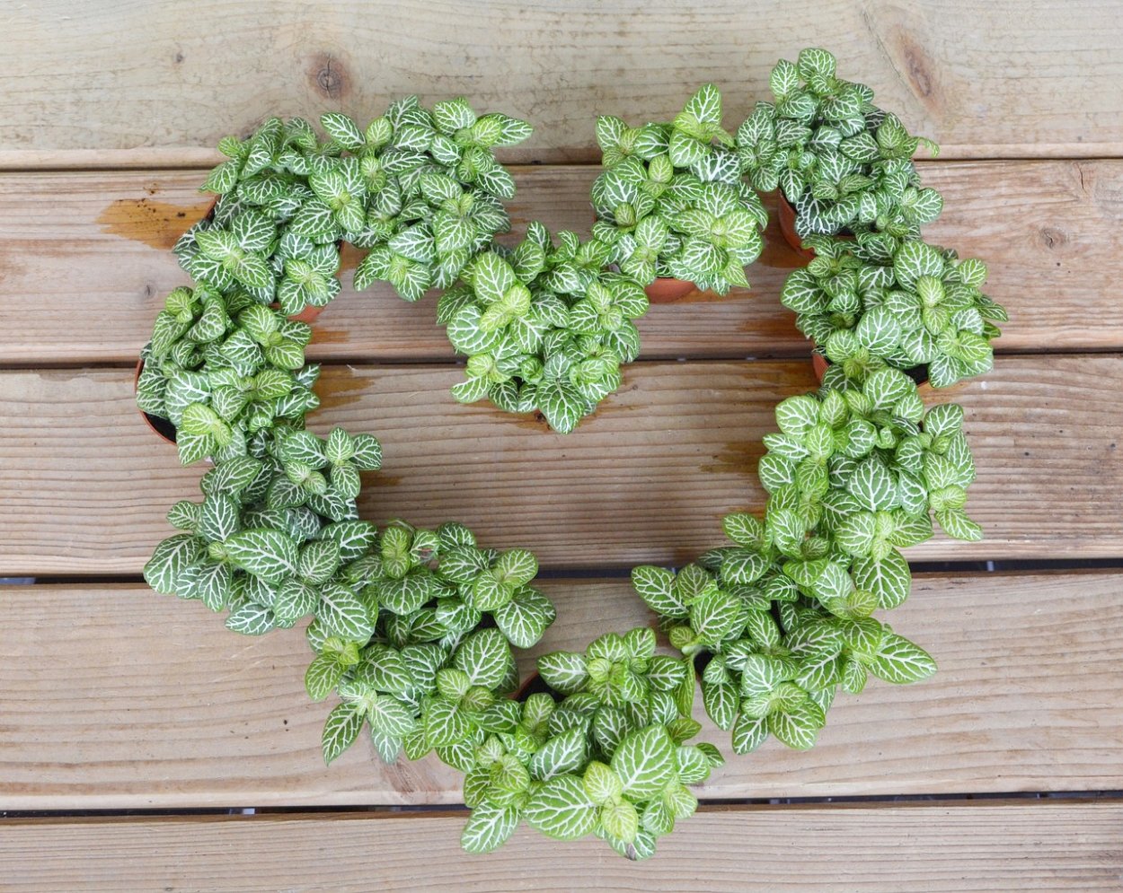 Полевые цветы в форме сердца