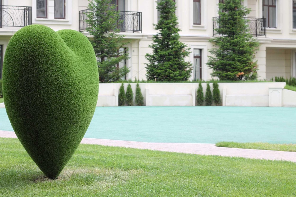 Растение в виде сердечка