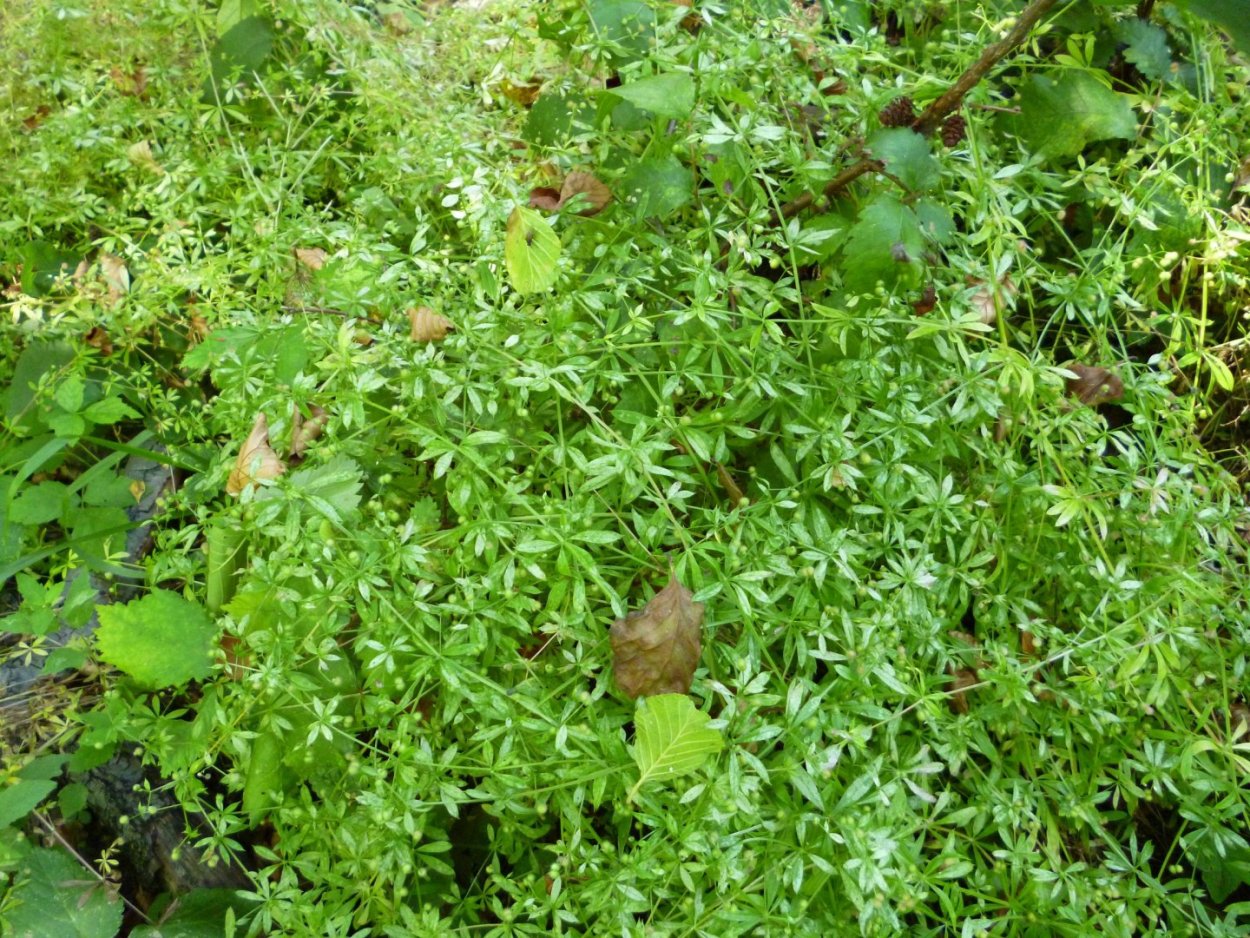 Подмаренник цепкий